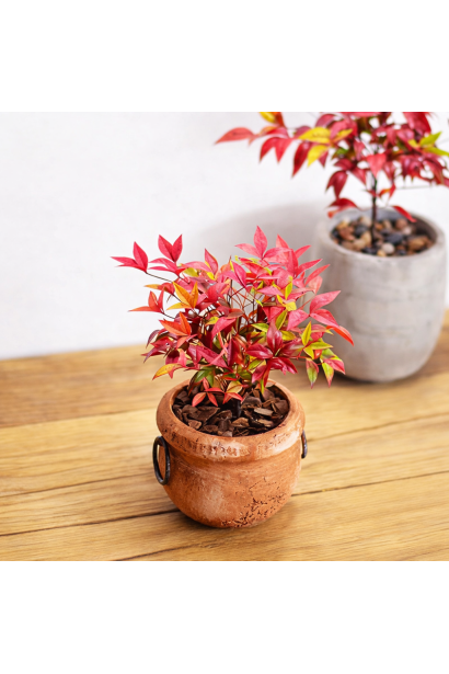 Нандіна домашня Firepower купити